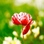 電話占いリエル ユリア先生