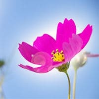 電話占いリエル フラワー