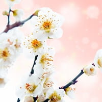 電話占いリエル 珠宗海織