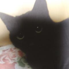 ココナラ電話占い 心を詠む心の郵便屋さん多人豊☆たひと☆