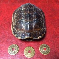 ココナラ電話占い 潘 居士